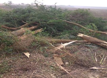 Tree and vegetation clearing on site